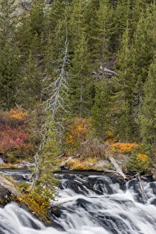 Lewis Falls, Yellowstone National Park, Wyoming