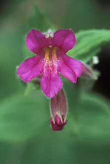 Lewis Monkey Flower, Mt. Rainier NP. WA, USA