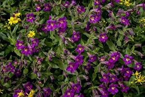 Arnica Prints: Lewis Monkeyflowers and Arnica Wildflowers in Glacier National Park, Montana, USA