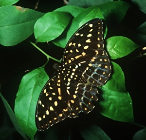Images Dated 17th May 2007: Lexias dirtea (f) (Captive)