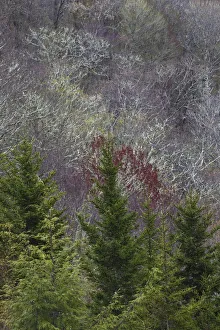 Verdant Prints: Lichen covered trees at high elevation