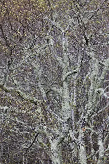 Verdant Prints: Lichen covered trees at high elevation