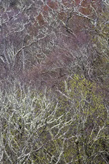 Lichen covered trees at high elevation, Great Smoky Mountains National Park, North Carolina