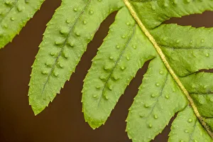 Spore Prints: Licorice Fern close-up of leaflets, also known as many-footed fern