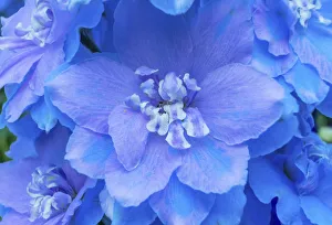 Images Dated 22nd June 2018: Light Blue and white delphinium larkspur