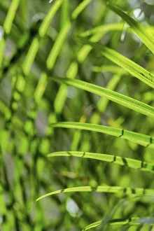 Images Dated 23rd February 2018: Light coming through palm fronds, Florida, USA