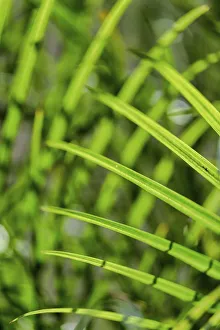 Graphic Prints: Light coming through palm fronds, Florida, USA