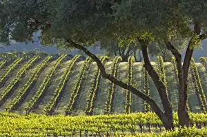 El Dorado County Prints: Light makes the vines glow in vineyard of Gold Hill Vineyard & Brewery above American River Canyon