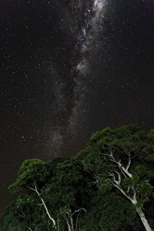Astronomy Prints: Light painted tree in the foreground with the Milky Way Galaxy in the background of this night photograph taken