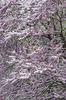 Louisville Prints: Light snow on Eastern redbud tree in early spring, Louisville, Kentucky