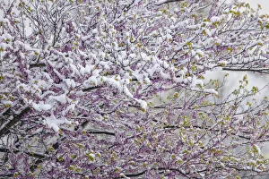 Louisville Prints: Light snow on Eastern redbud tree in early spring, Louisville, Kentucky
