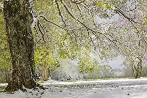Louisville Prints: Light snow on overhanging branches in early spring, Louisville, Kentucky
