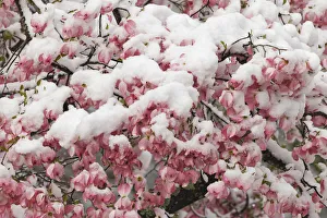 Louisville Prints: Light snow on pink dogwood tree in early spring, Louisville, Kentucky