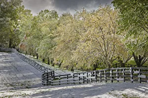 Louisville Prints: Light snow on trees in early spring, Louisville, Kentucky
