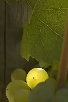 Light spotlights a single grape of cluster with leaf in Adelsheim vineyard, Willamette