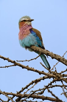 Images Dated 13th September 2008: Lilac breasted Roller, Coracias caudata, Serengeti National Park, Tanzania