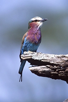 Lilac Breasted Roller, Coracias caudata, Tanzania Africa
