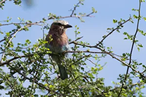 Animal Prints: A lilac-breasted roller, Coracias caudatus, on a branch, Tsavo, Kenya
