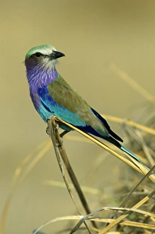 Relaxed Prints: Lilac-Breasted Roller, (Coracias cordata), Mana Pools National Park, Zimbabwe, Africa