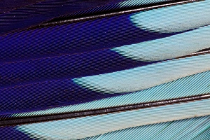 Images Dated 2nd November 2011: Lilac Breasted Roller feathers pattern