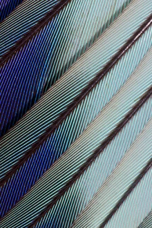 Lilac Breasted Roller feathers pattern