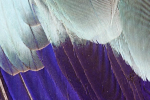 Images Dated 2nd November 2011: Lilac Breasted Roller feathers pattern