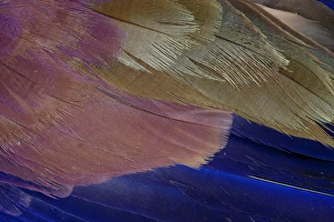 Images Dated 3rd November 2011: Lilac Breasted Roller feathers pattern