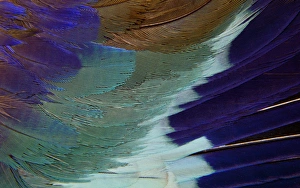 Images Dated 6th December 2011: Lilac Breasted Roller feathers pattern