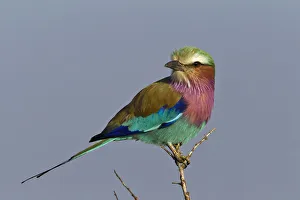 Images Dated 29th August 2011: Lilac-breasted Roller, Masai Mara, Kenya
