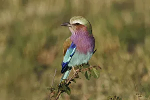 Lilac-breasted Roller, Masai Mara, Kenya