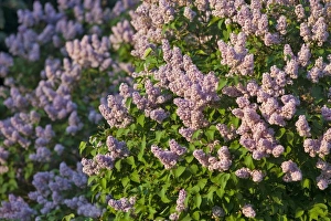 White Fish Prints: Lilac bush blooms in spring in Whitefish, Montana