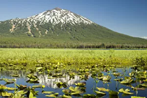 Images Dated 15th July 2006: Lilly pads, marsh at Dutchman Flats, near Sparks Lake, Eastern Oregon, USA