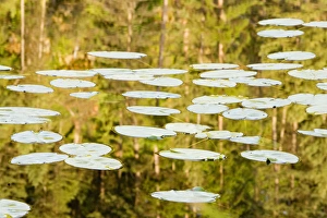 Images Dated 14th June 2005: Lilly Pads reflect in small lake in the Flathead National Forest of Montana