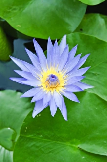 Lilly at Wat Chalong temple Phuket, Thailand