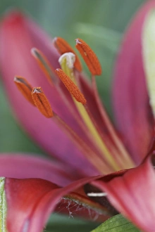 Kentucky Prints: Lily flower