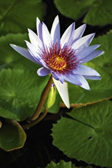 Pretty Prints: Lily pads on the lake at the Queen Elizabeth II Botanic Park, Grand Cayman, Cayman Island