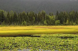 Images Dated 3rd September 2012: Lily Pods and Sedge Grass in Autumn; Chugach National Forest; Alaska; USA