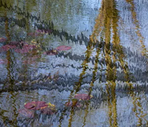 Abstract Prints: Lily pond reflection abstract