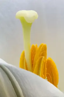 Pollen Prints: Lily stamen close-up. Credit as: Nancy Rotenberg / Jaynes Gallery / DanitaDelimont