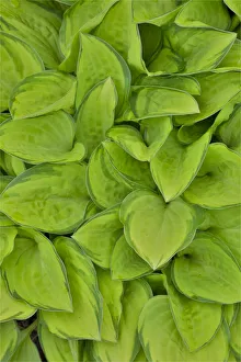 Lime green hosta, Chanticleer Garden, Wayne, Pennsylvania