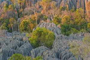 Images Dated 17th September 2006: Limestone formations, Tsingy de Bemaraha Strict Nature Reserve, Madagascar