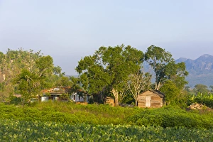 Limestone hill, farming land and village house, Vinales Valley, UNESCO World Heritage site