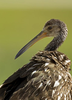 Images Dated 26th April 2011: Limpkin, Aramus guarana, Viera wetlands, Florida