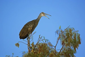 Images Dated 19th January 2007: Limpkin atop tree, Aramus guarauna, Wakodahathcee Wetlands, Delray Beach, Florida