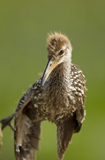 Limpkin chick, Aramus guarana, Viera wetlands, Florida