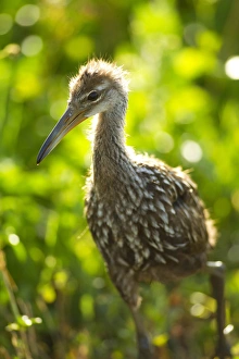 Images Dated 26th April 2011: Limpkin chick, Aramus guarana, Viera wetlands, Florida