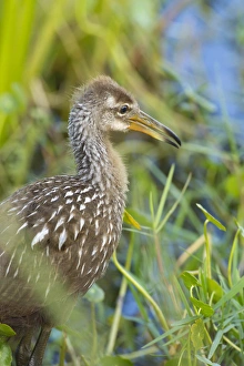 Images Dated 25th April 2011: Limpkin chick, Aramus guarana, Viera wetlands, Florida