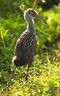 Images Dated 26th April 2011: Limpkin chick, Aramus guarana, Viera wetlands, Florida