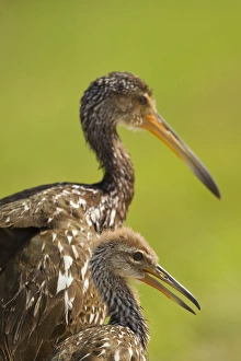 Images Dated 26th April 2011: Limpkin with chick, Aramus guarana, Viera wetlands, Florida