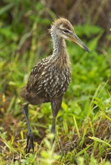 Fledgling Prints: Limpkin chick cruising, Aramus guarana, Viera wetlands, Florida